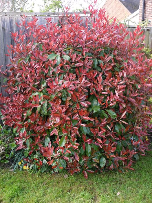 Фотиния йирик баргли
Йирик баргли ф