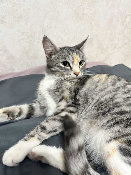 Кошечка три годика