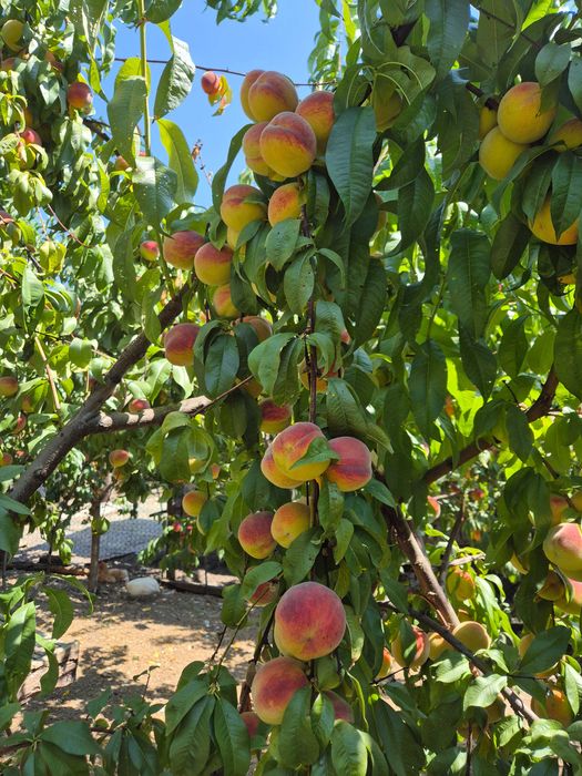 Vand nectarine si piersici!