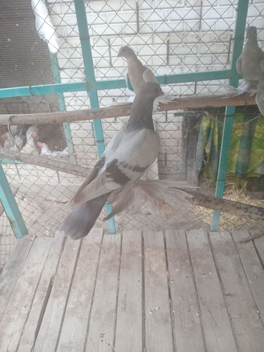 Продам голуби разные