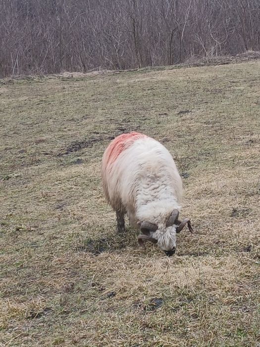 Berbec de vînzare sau schimb pe 2 noatini