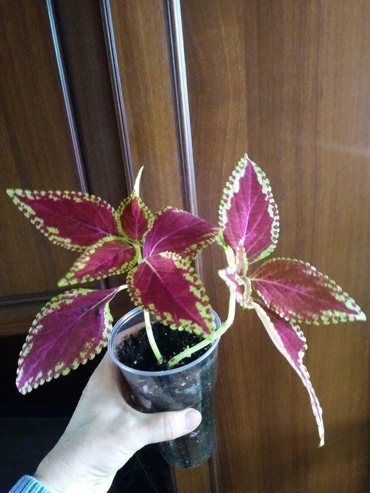 Колеус. Продам..