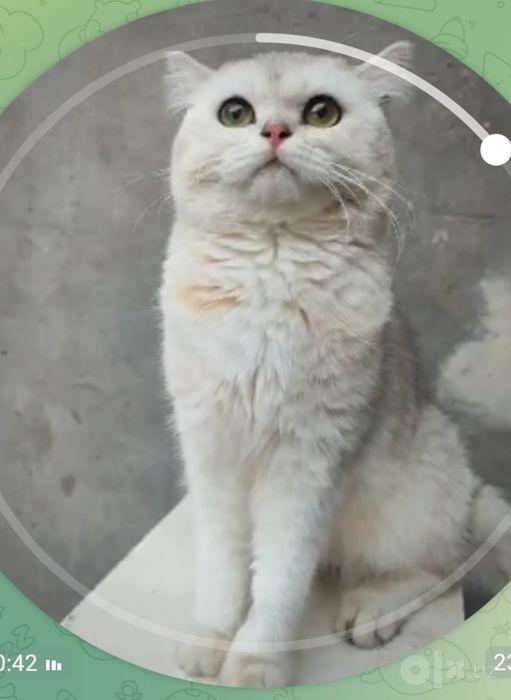 Hadiyaga beriladi shartlari bor