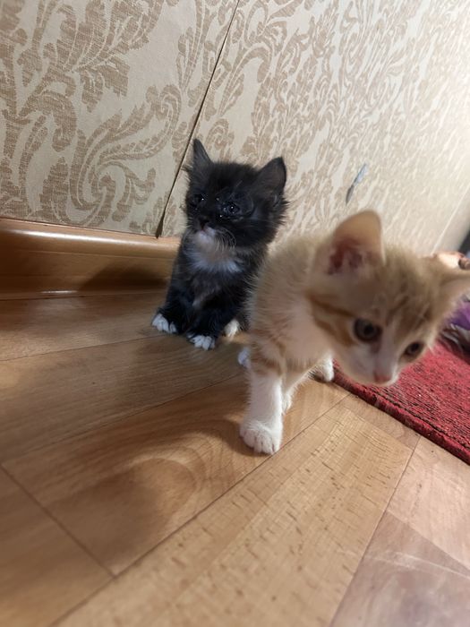 Котята 1,5 месяца