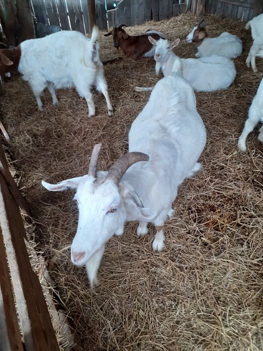 Capre de rasa de vânzare.