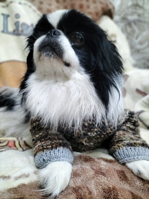 Вязанная одежда для питомцев.