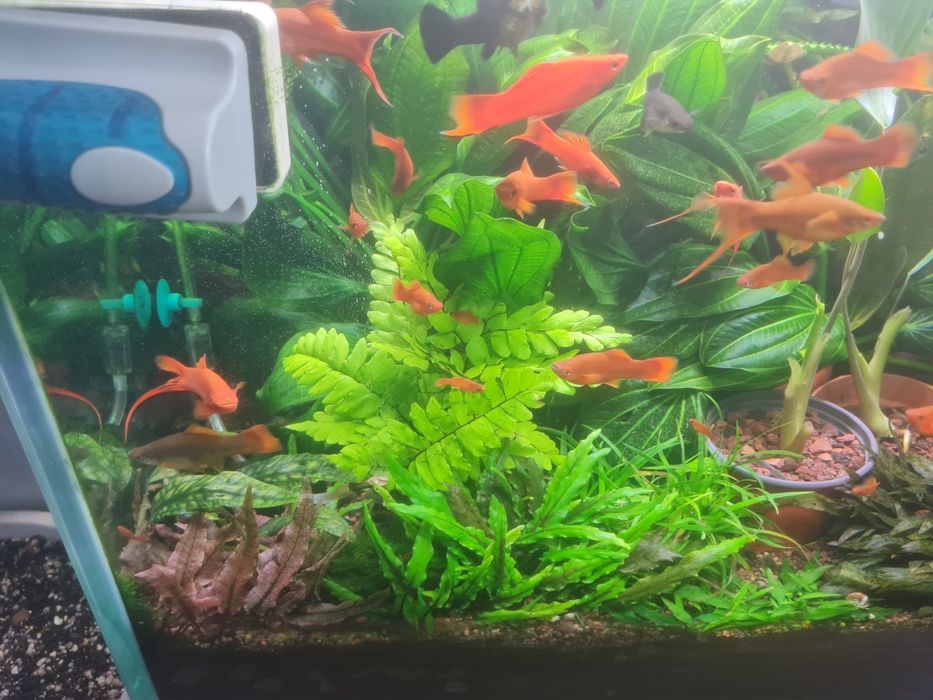 Аквариумные растения.