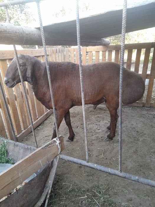 Қошқар сатылды жасы 2 ж 4 ай