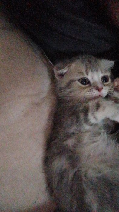 Продам кошечку британку