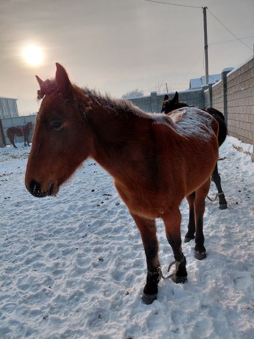 Бие сатам 5 бие