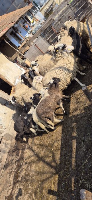 Vând 10 oi cu miei după ele