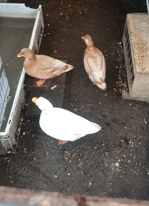 De vanzare pitice olandeze