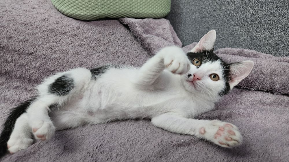 Котенок девочка в добрые руки