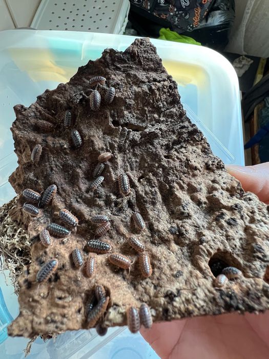 Изоподи Armadillidium Klugii “Montenegro”