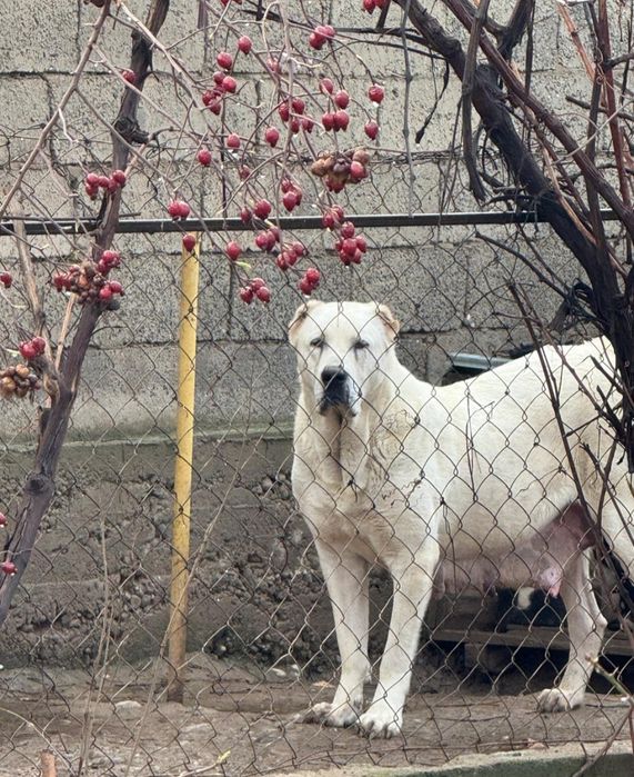 Алабай щенок супер тяж