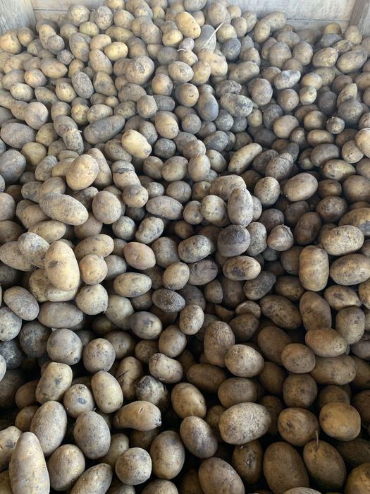 Cartof pentru animale roșu și alb cantități mari- calitate foarte bună