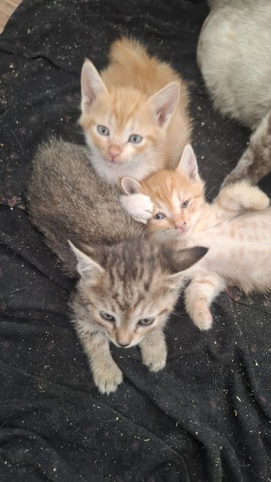 отдам котят в добрые руки