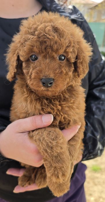 Той пудел Toy Poodle