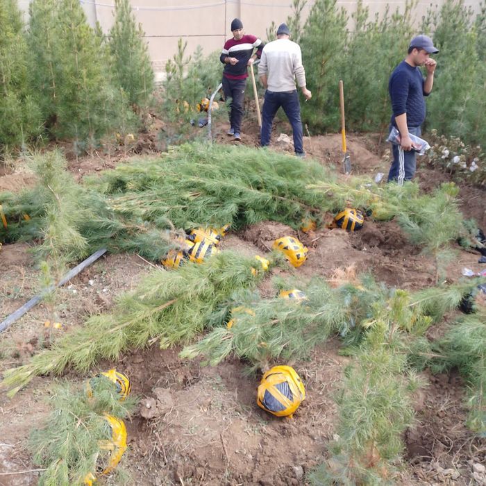 Archa kòchatlari sotiladi