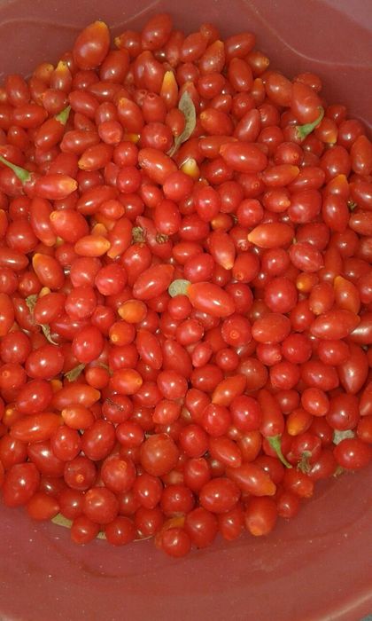 годжи (goji) кучатлари сотилади 15000 сумдан, 18000 сумгача келишамиз!