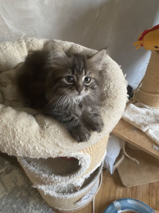 Norvegiana de padure ,fetita !