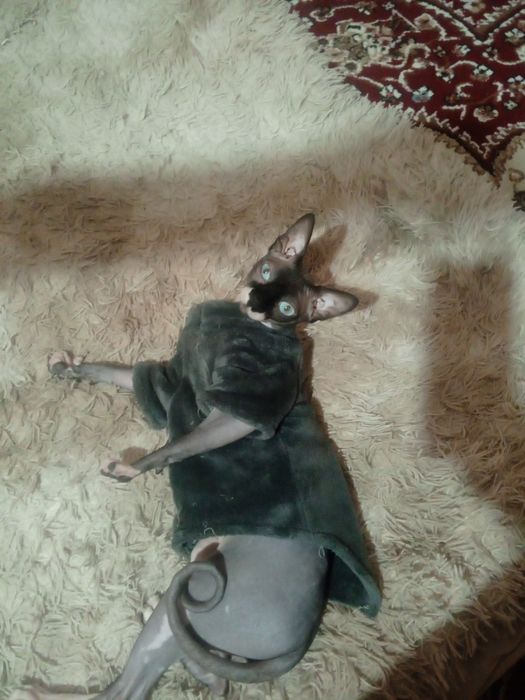 Чистокровный канадский сфинкс приглашает на вязку