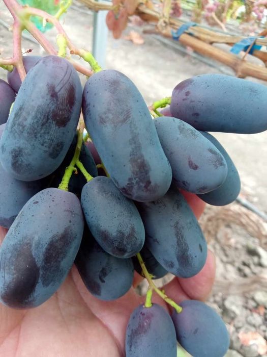 Vita de vie la ghiveci soiuri de masa fără semințe