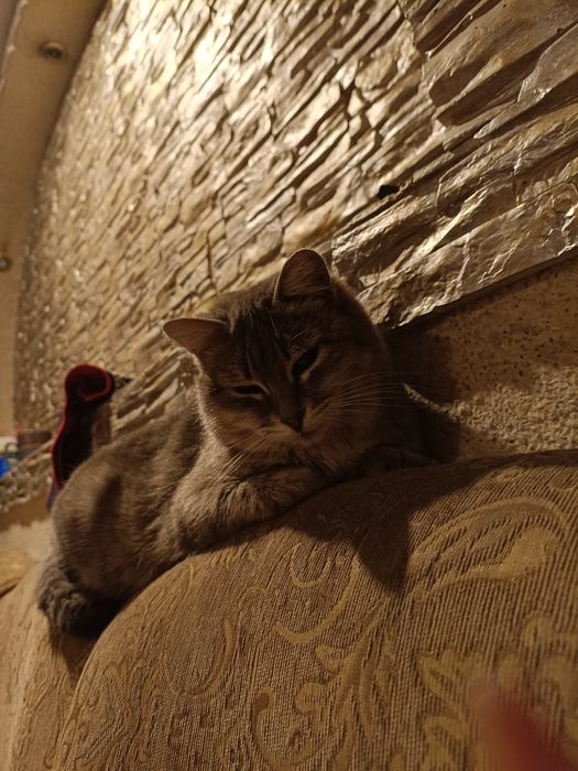 Кошка в хорошие руки