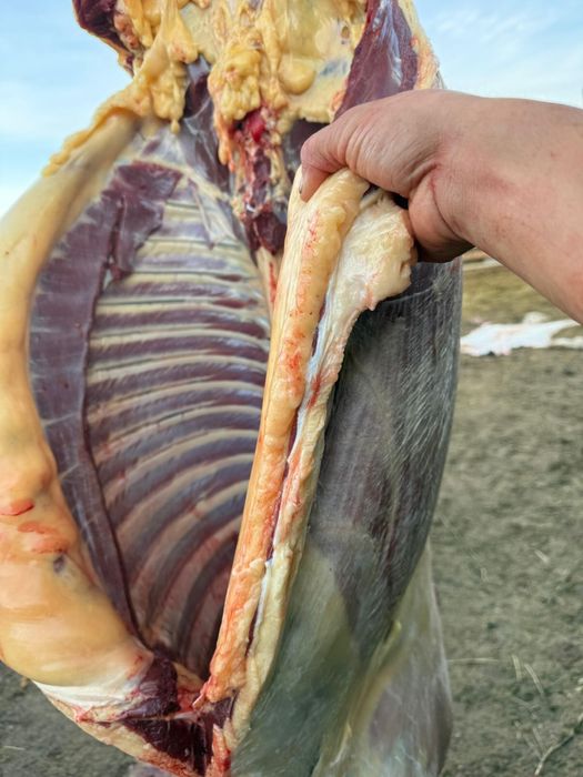 ет-мясо( конина)