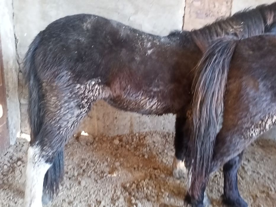 Продам лошади на откорме.