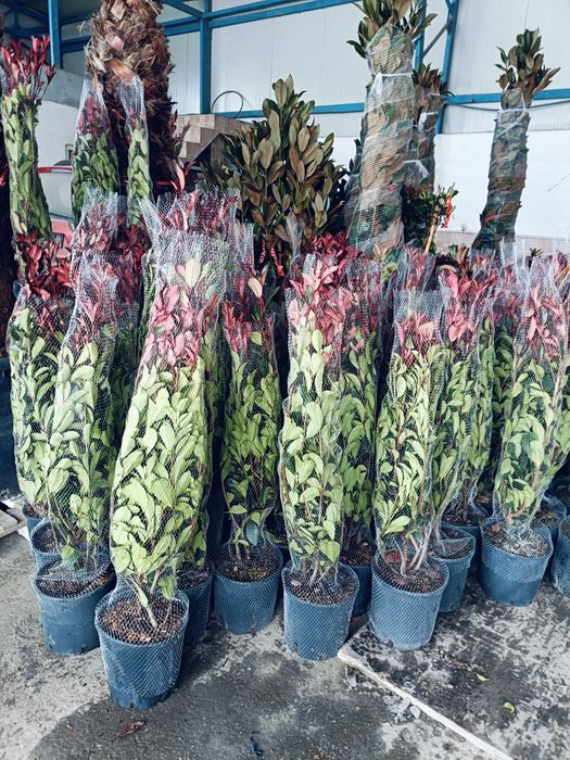 Mesteacăn cu coja alba tei fhotinia red robin