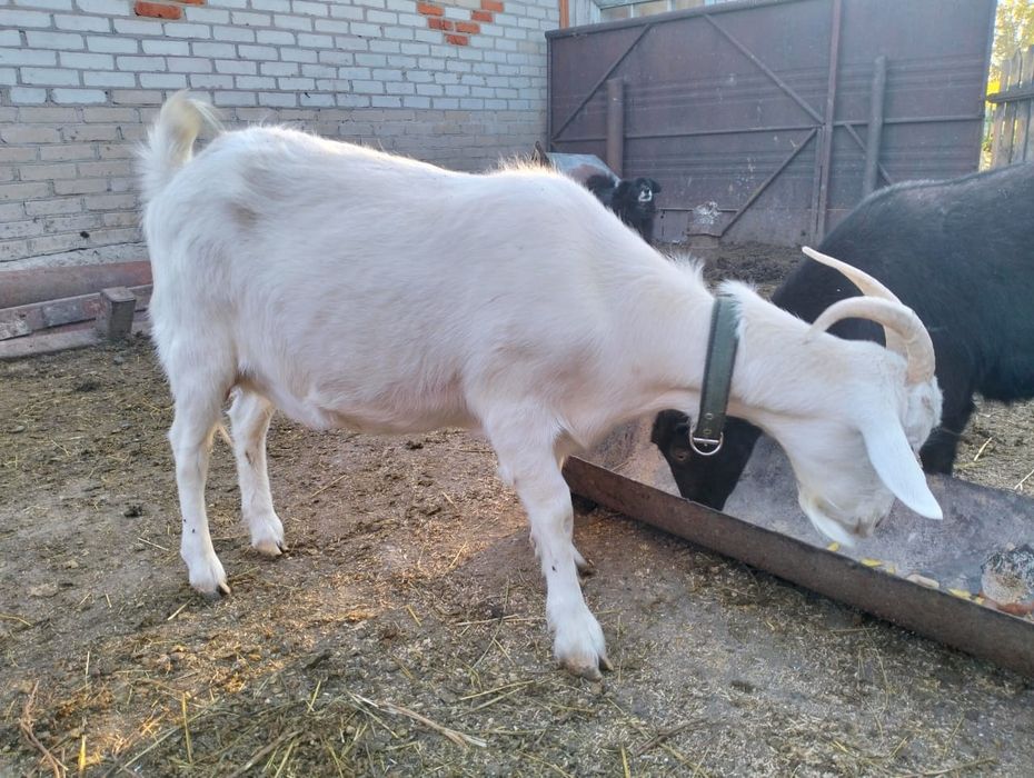 Продам коз породистых