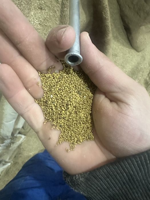 Семена люцерны.