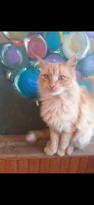 Рижава женска котка