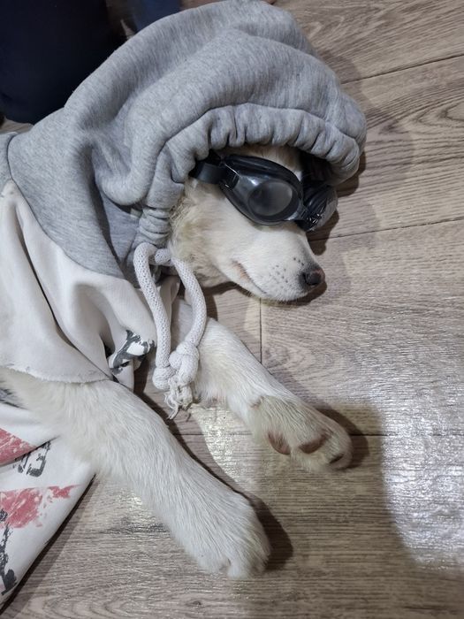 Хаски щенок красивая