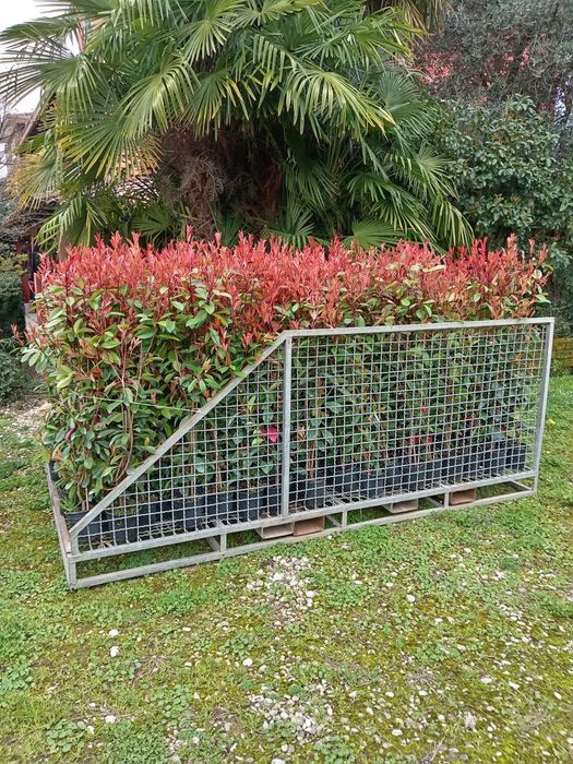 Gard viu Photinia Red Robin