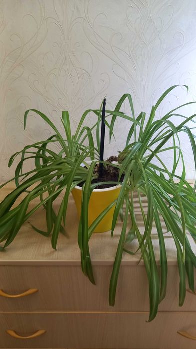 Хлорофитум продам цветок