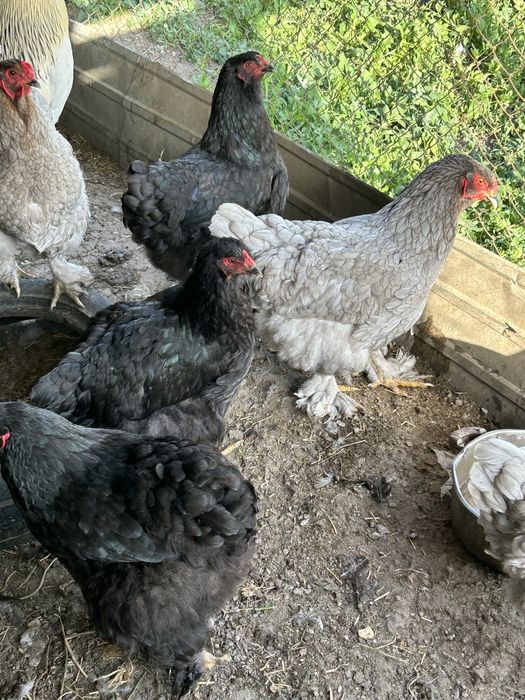 Продам кур домашных