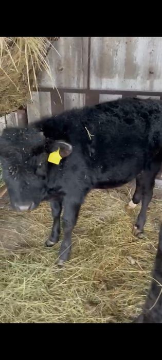 Продам двух бычков