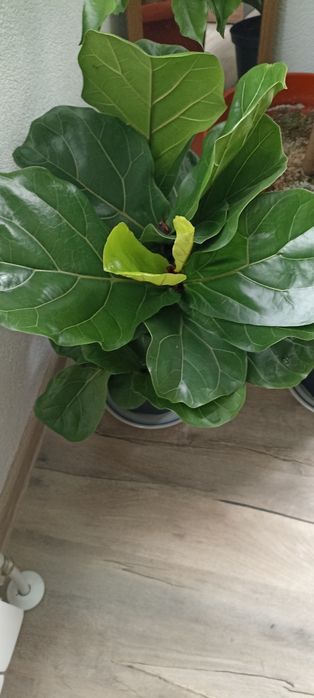 Цветя --Фикус лирата бамбино