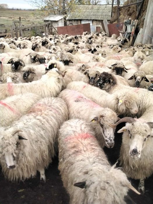 Vând 23 de oi.      .
