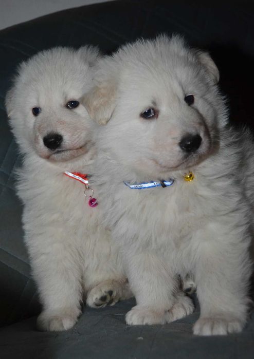 Продават се малки кученца от породата Бяло швейцарско овчарско куче