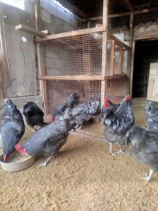 Петухи Астролопт