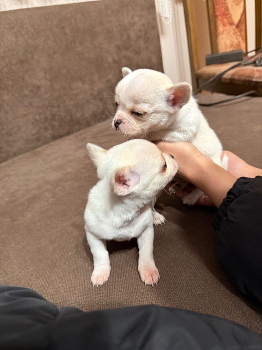 Продавам Чихуахуа