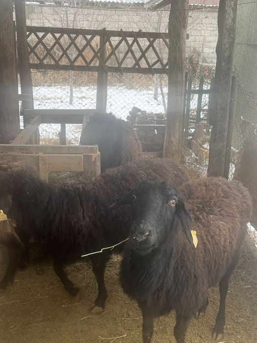 5 ірі қой сатылады