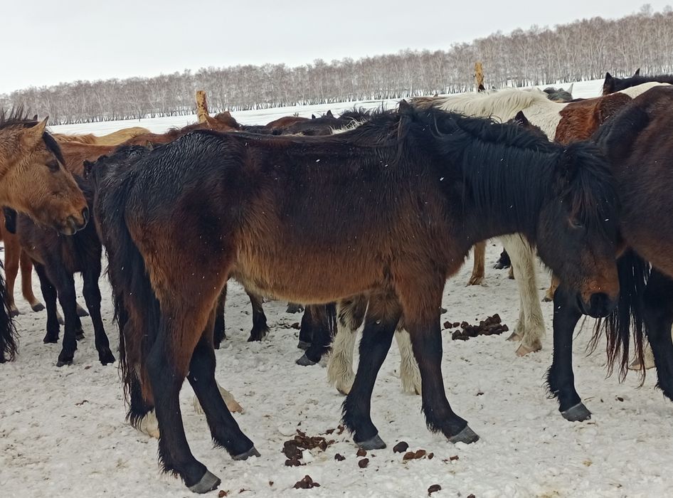 Дөнен сатылады!!!
