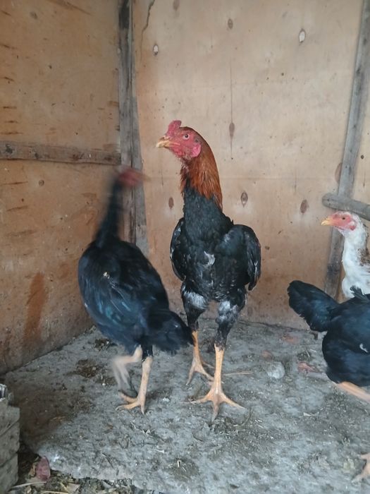 Тухумлар сотилади