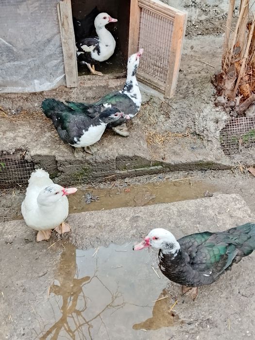 Indoutkalar sotiladi