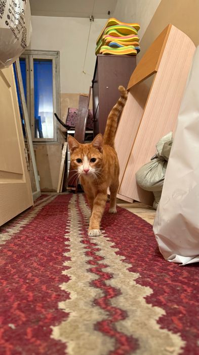 Кот мальчик рыжий