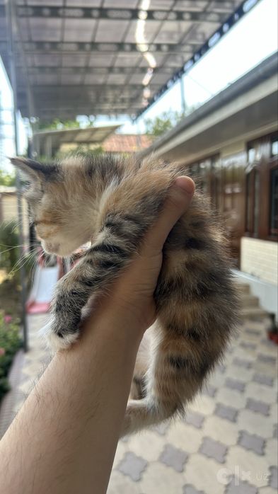 Продаётся котенок